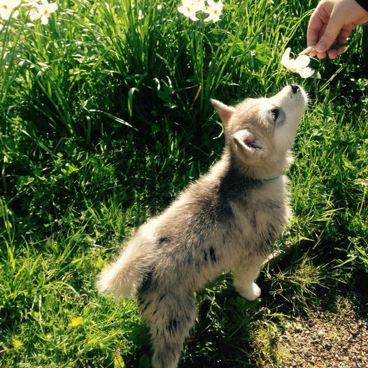 Auto-Reset Your Mood: Husky pup